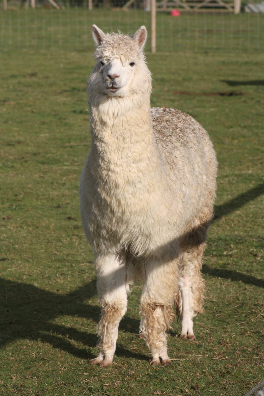 Alpaca, 29th October 2014