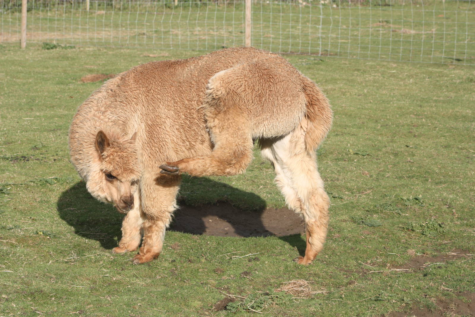 Alpaca, 29th October 2014