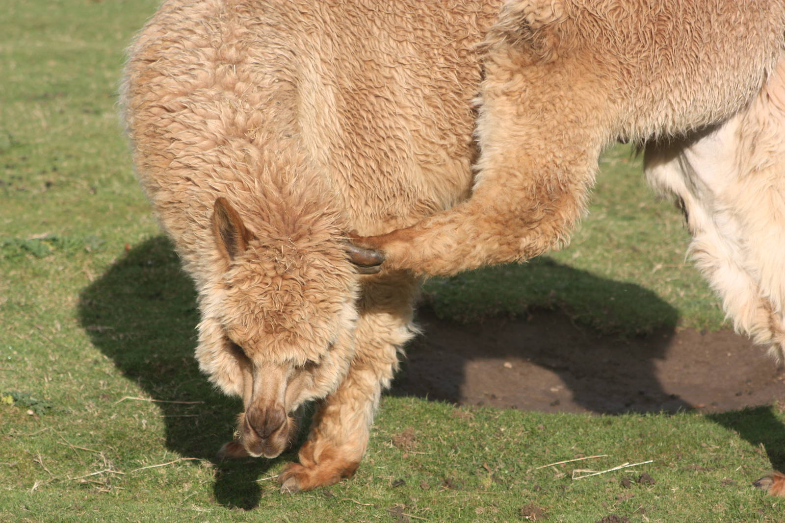 Alpaca, 29th October 2014