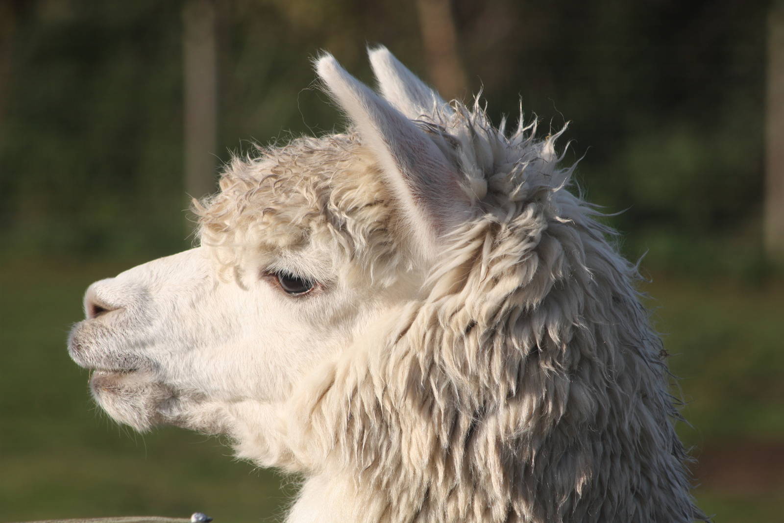 Alpaca, 29th October 2014