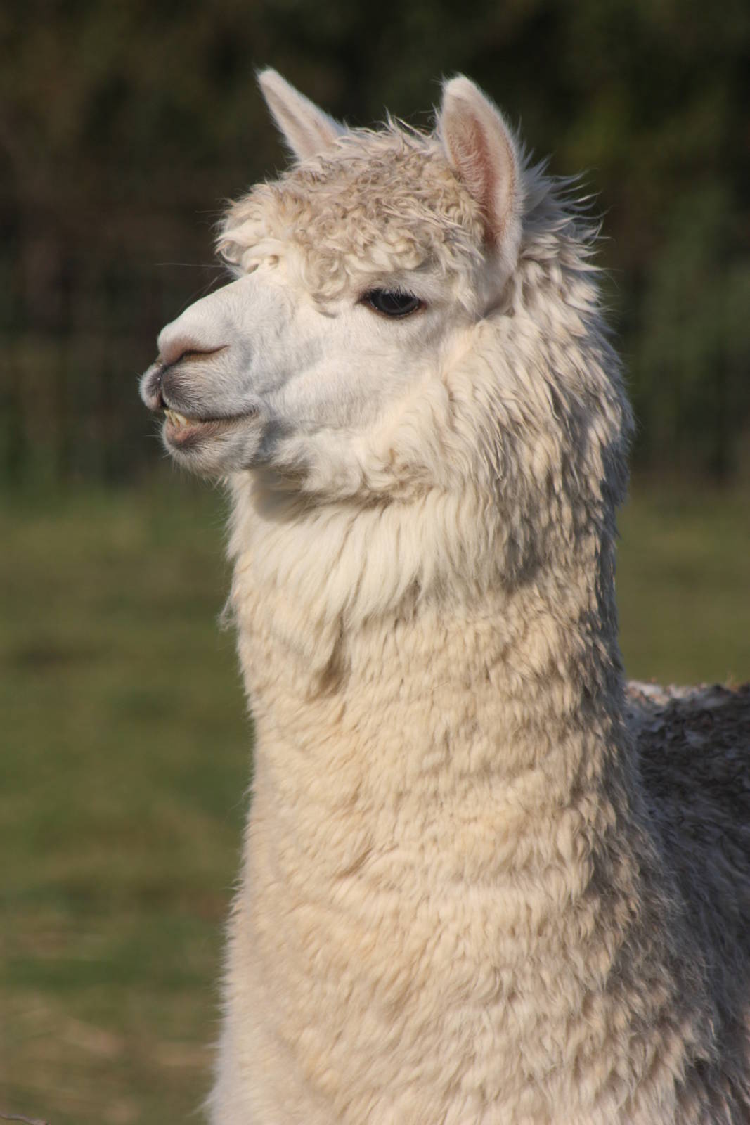 Alpaca, 29th October 2014