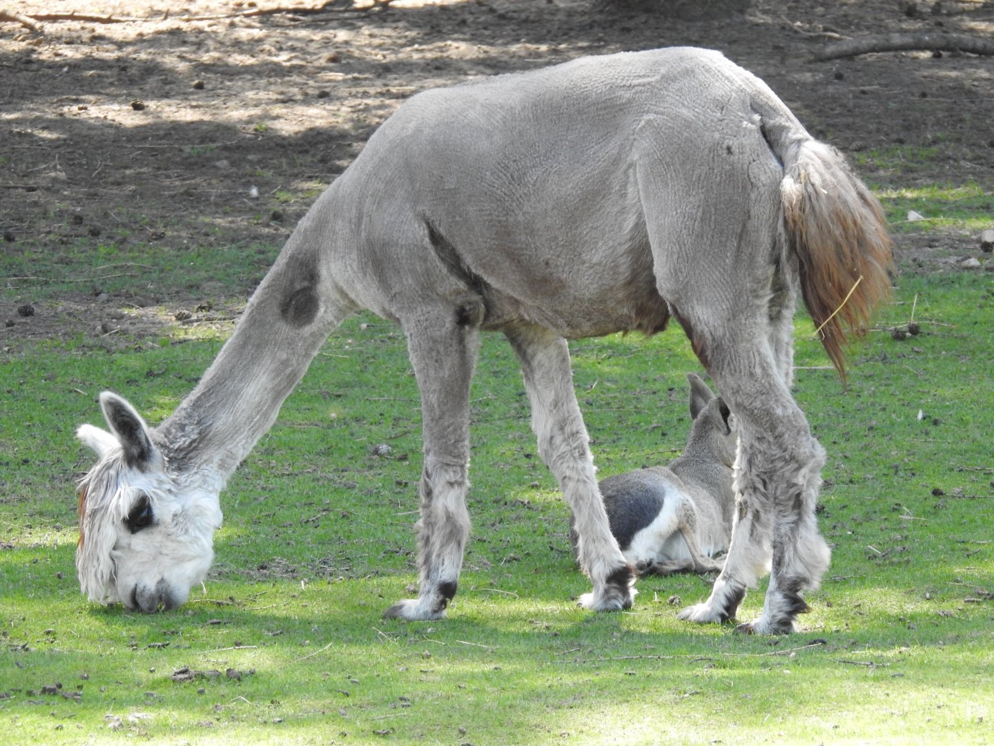 alpaca amd patagonian mara