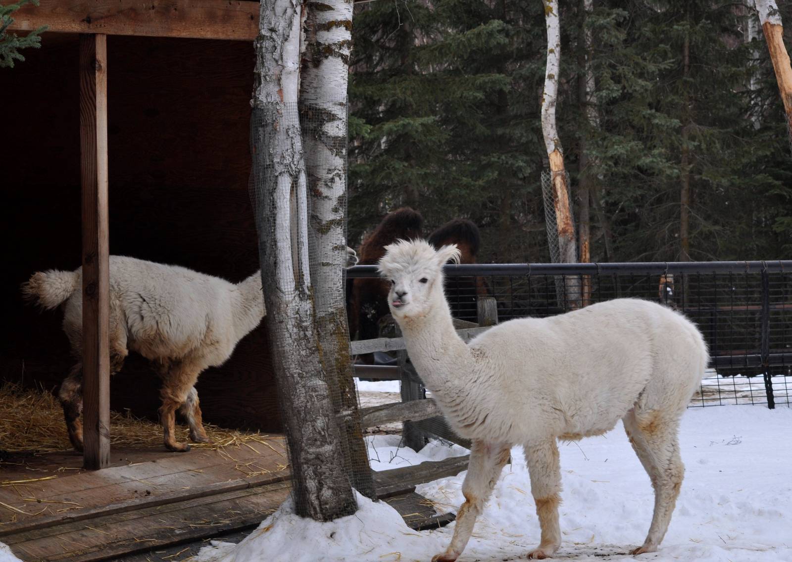 Alpaca and Bactrian Camel Exhibits