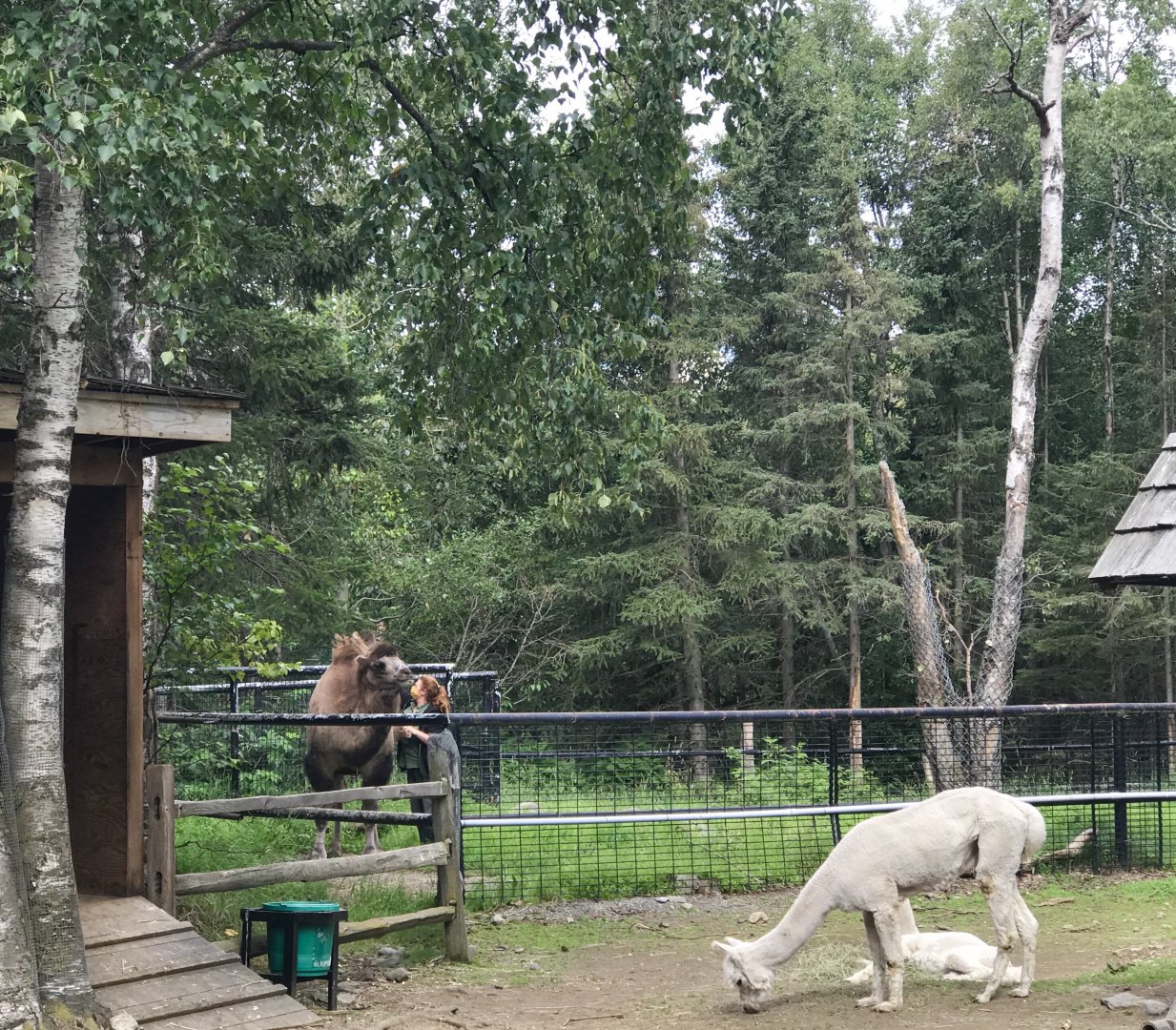 Alpaca and Bactrian Camel