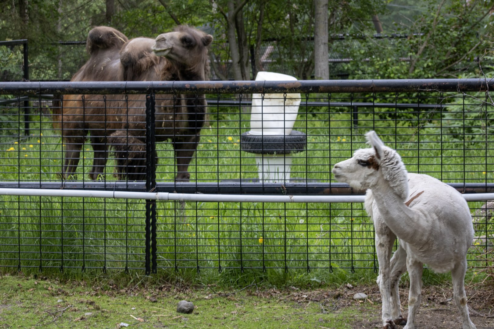 Alpaca and Bactrian Camel