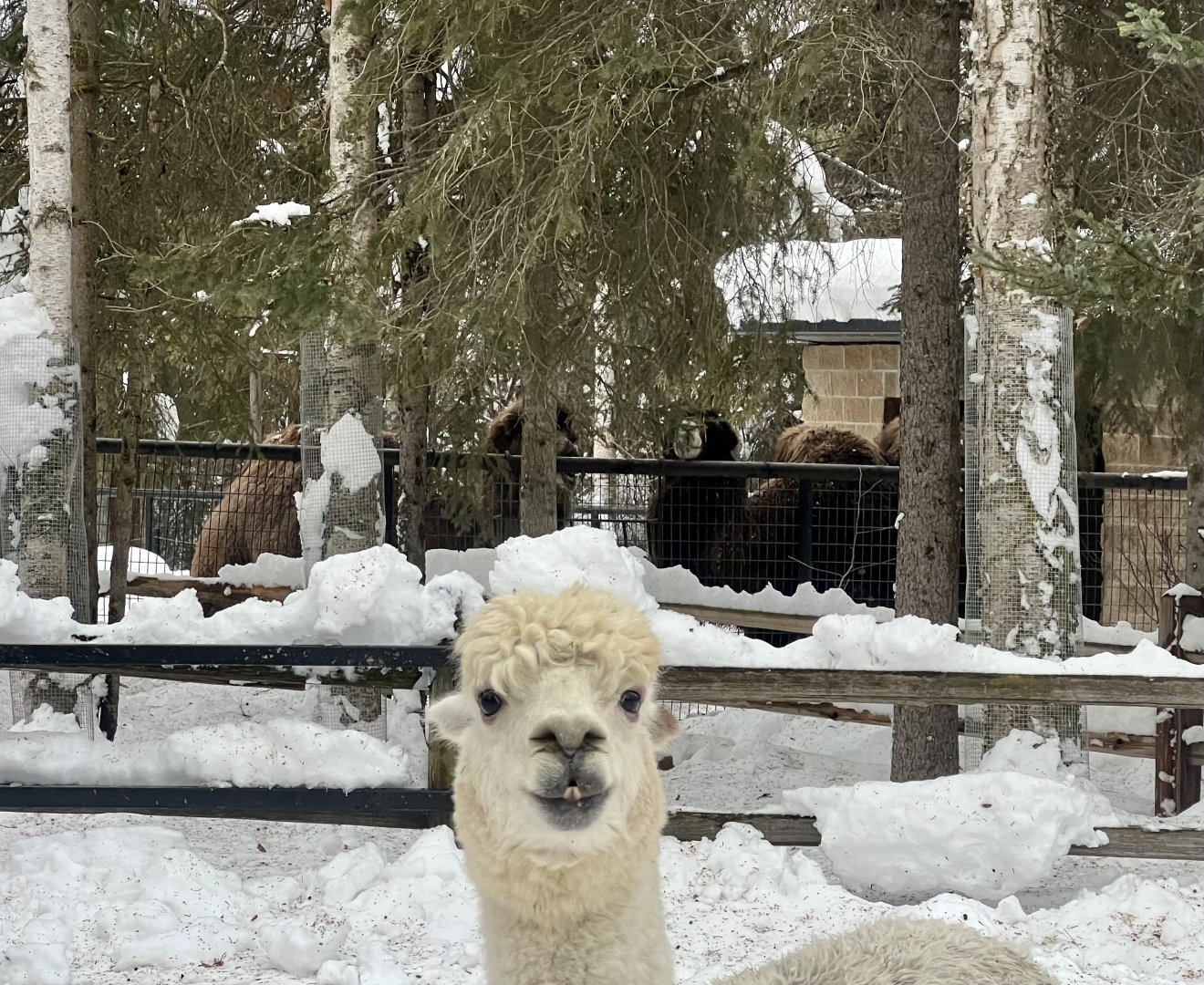 Alpaca and Bactrian Camels