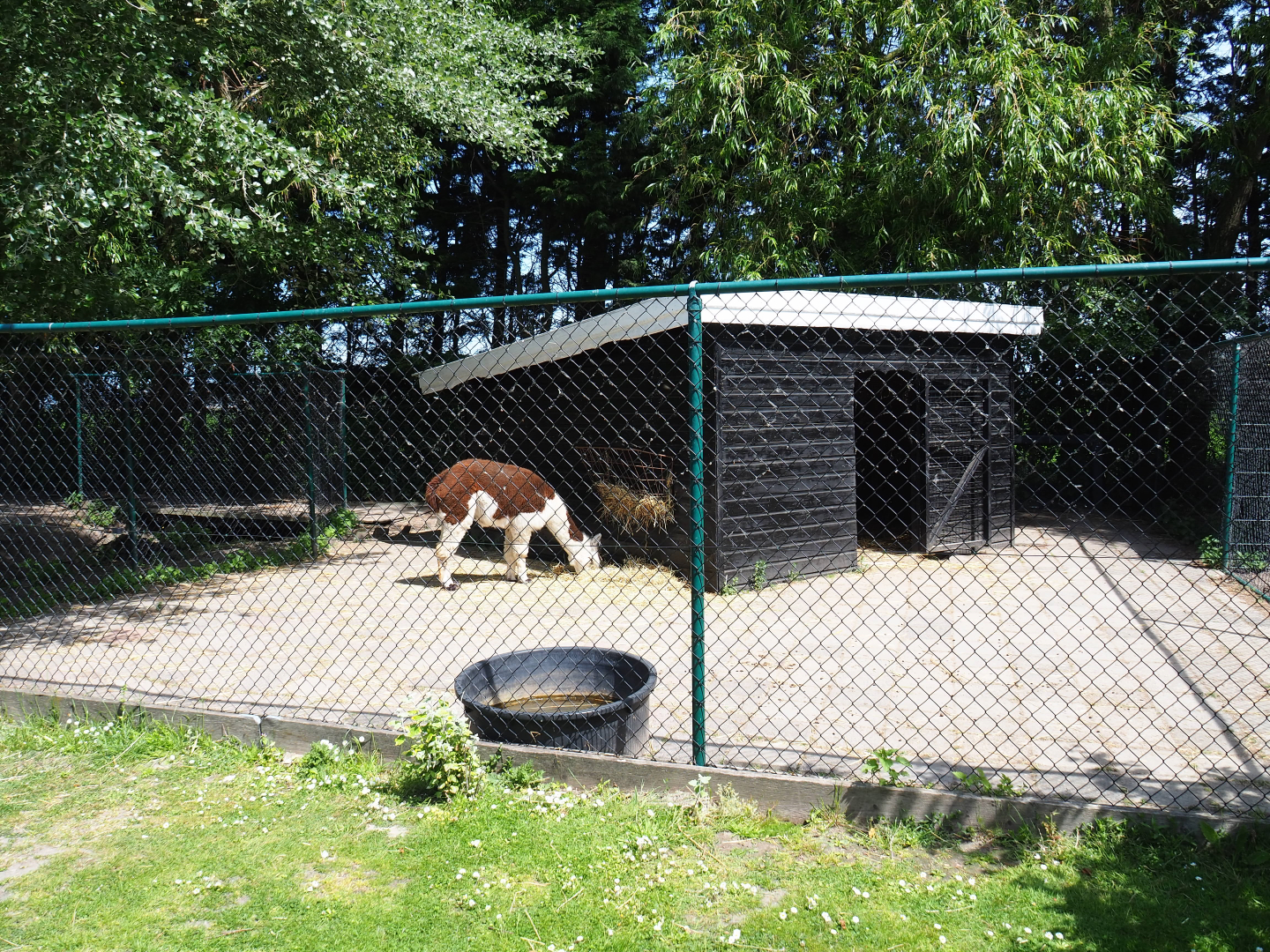 Alpaca and common fallow deer barn and hardstand, 2019-06-01