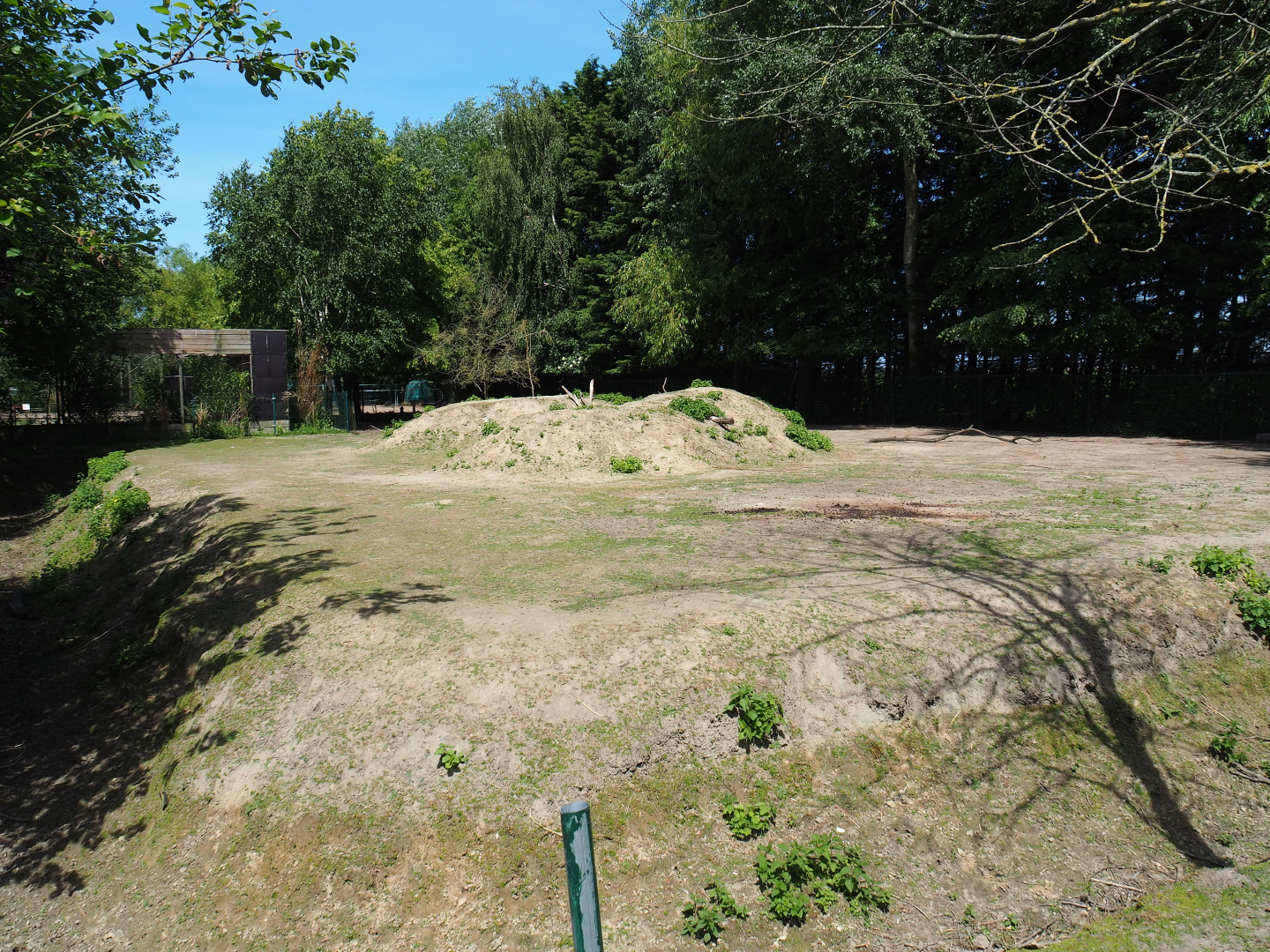 Alpaca and Common fallow deer paddock, 2019-06-01