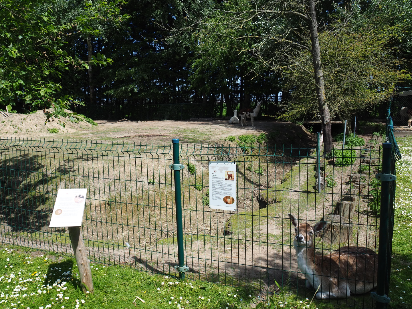 Alpaca and Common fallow deer paddock, 2019-06-01