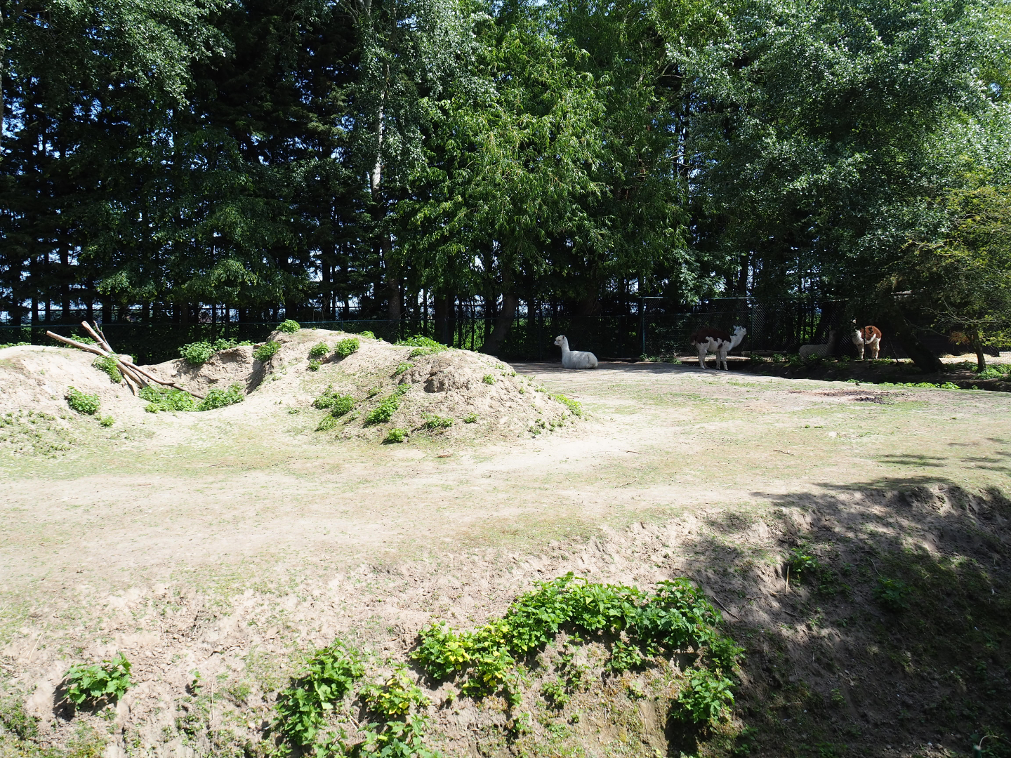 Alpaca and common fallow deer paddock, 2019-06-01