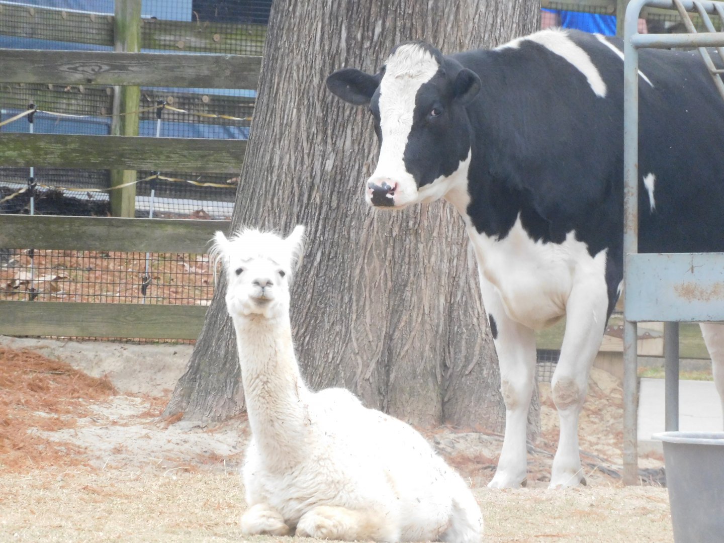 Alpaca and cow