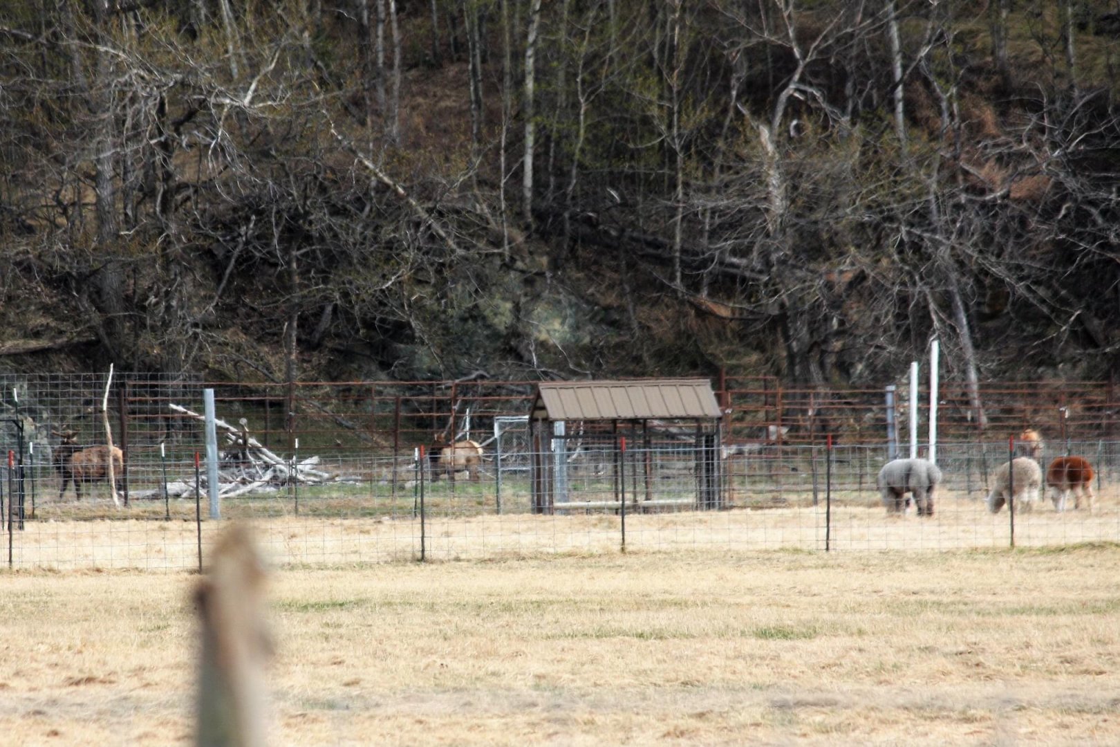 Alpaca and Elk