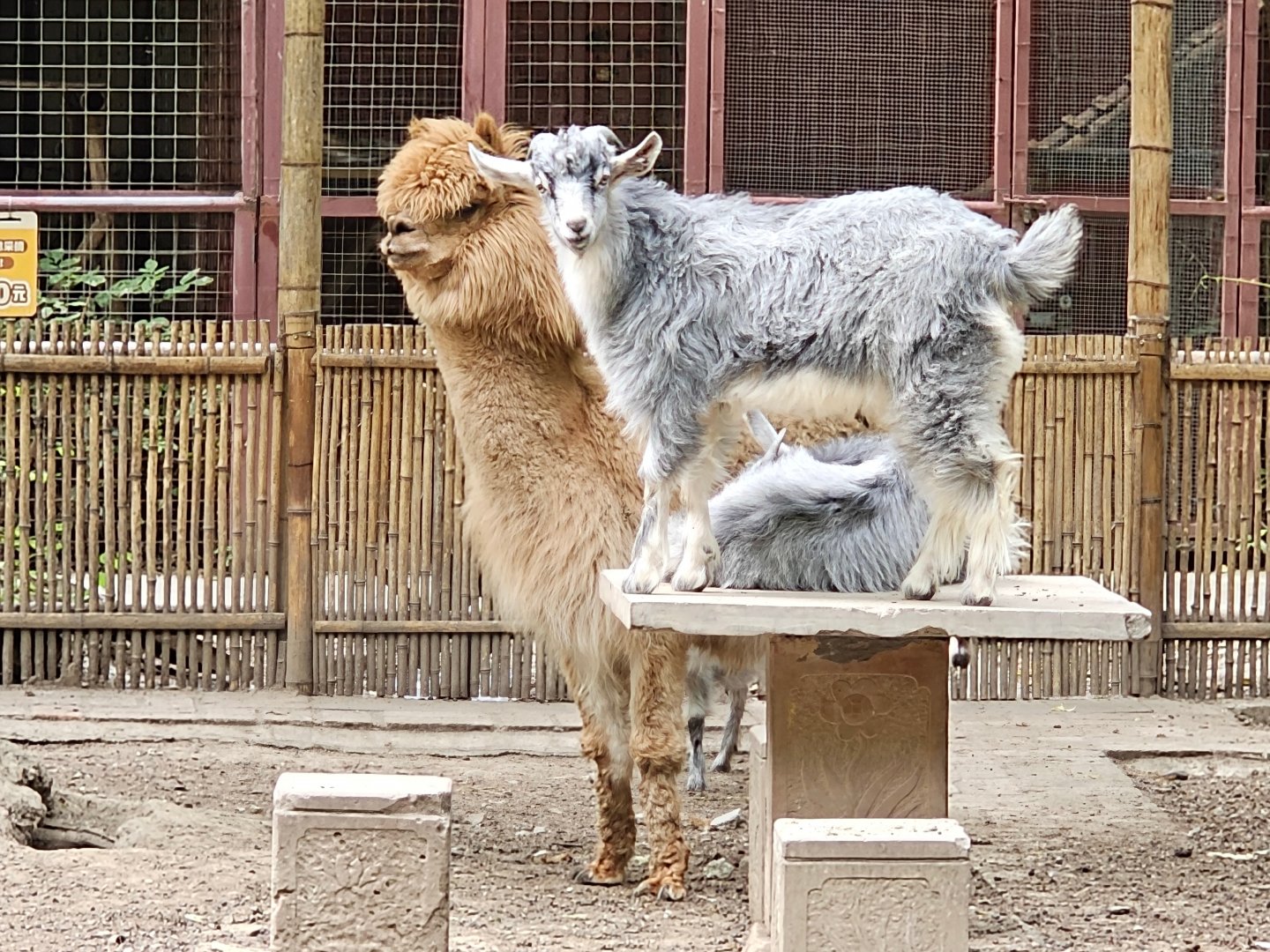 Alpaca and goats