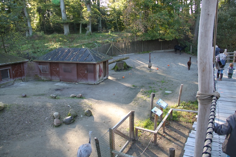 Alpaca and Greater Rhea