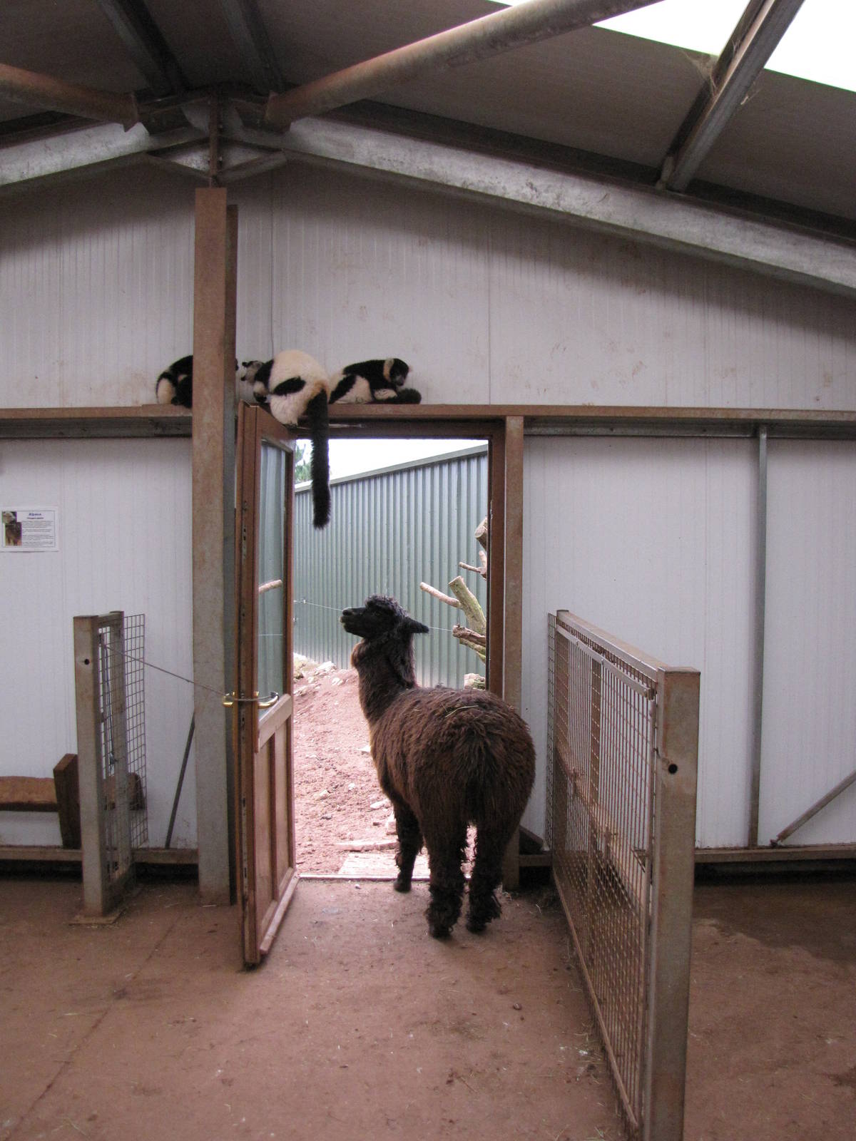 Alpaca and lemurs in Tropical House building