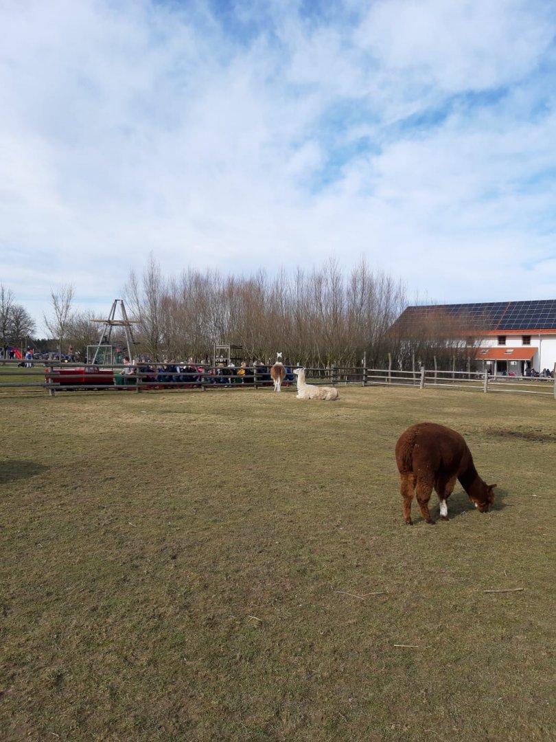 Alpaca and liama Enclosure
