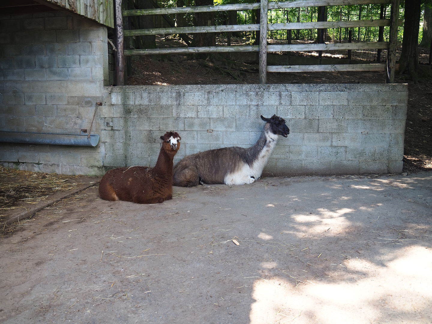 Alpaca and Llama holding area, 2023-06-24