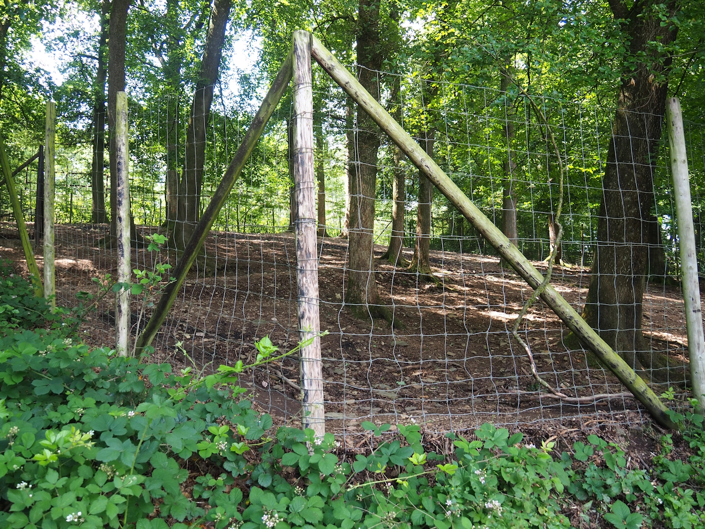 Alpaca and Llama paddock, 2023-06-24