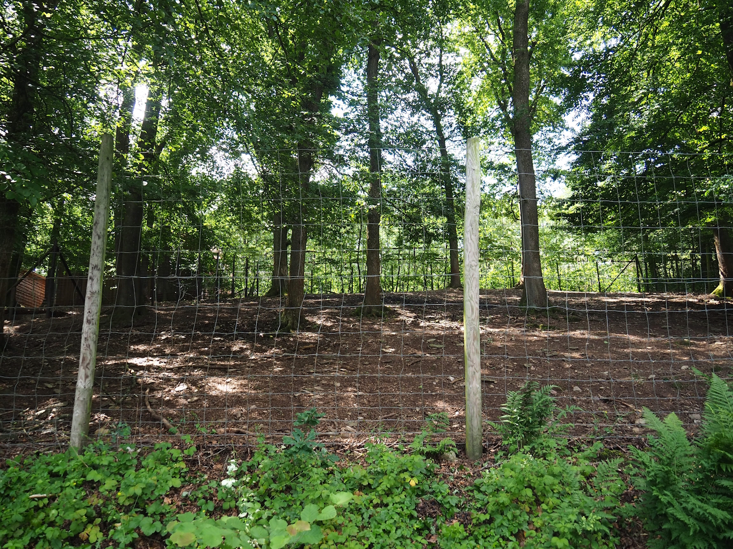 Alpaca and Llama paddock, 2023-06-24