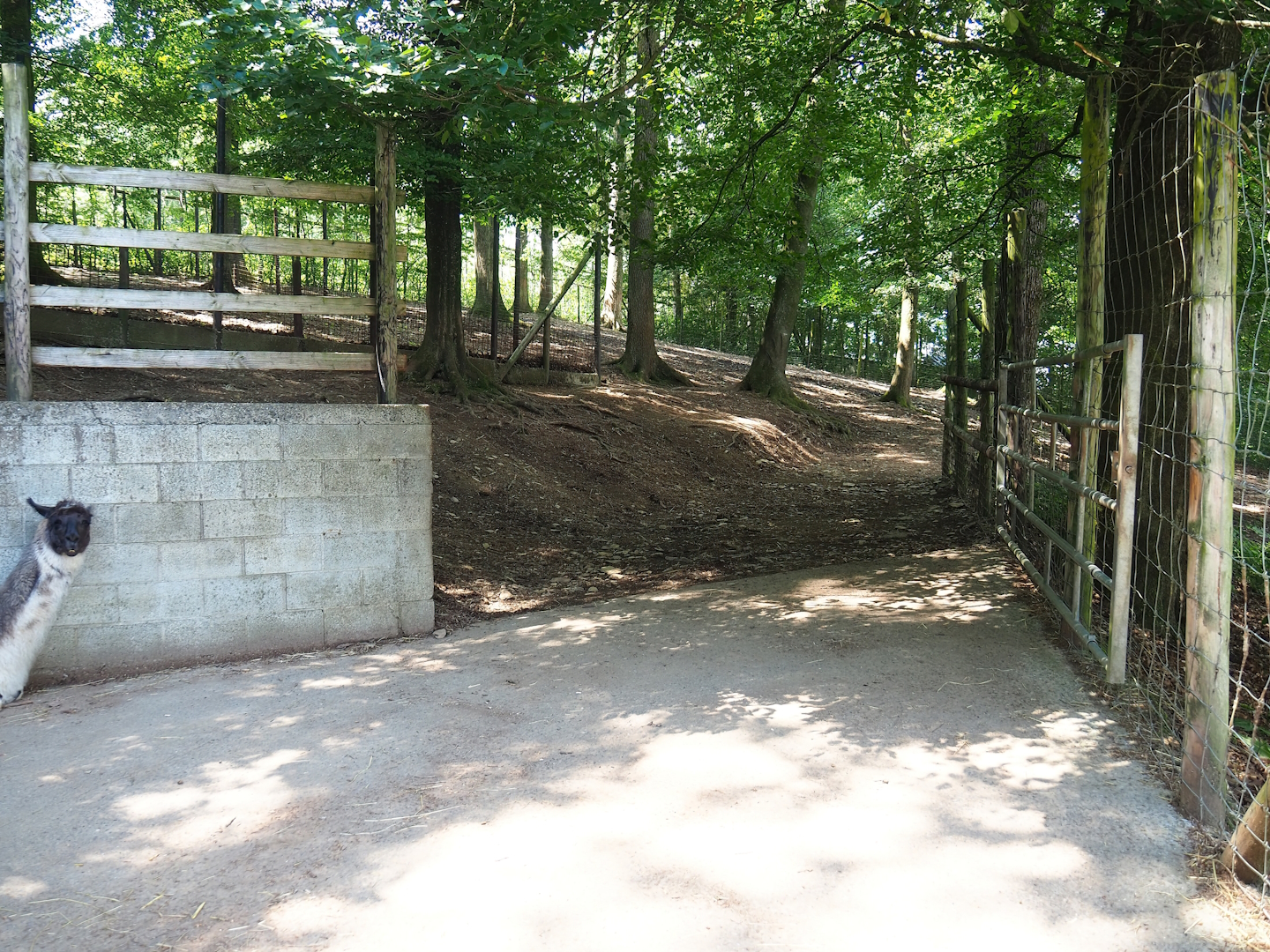Alpaca and Llama paddock and access to holding area, 2023-06-24