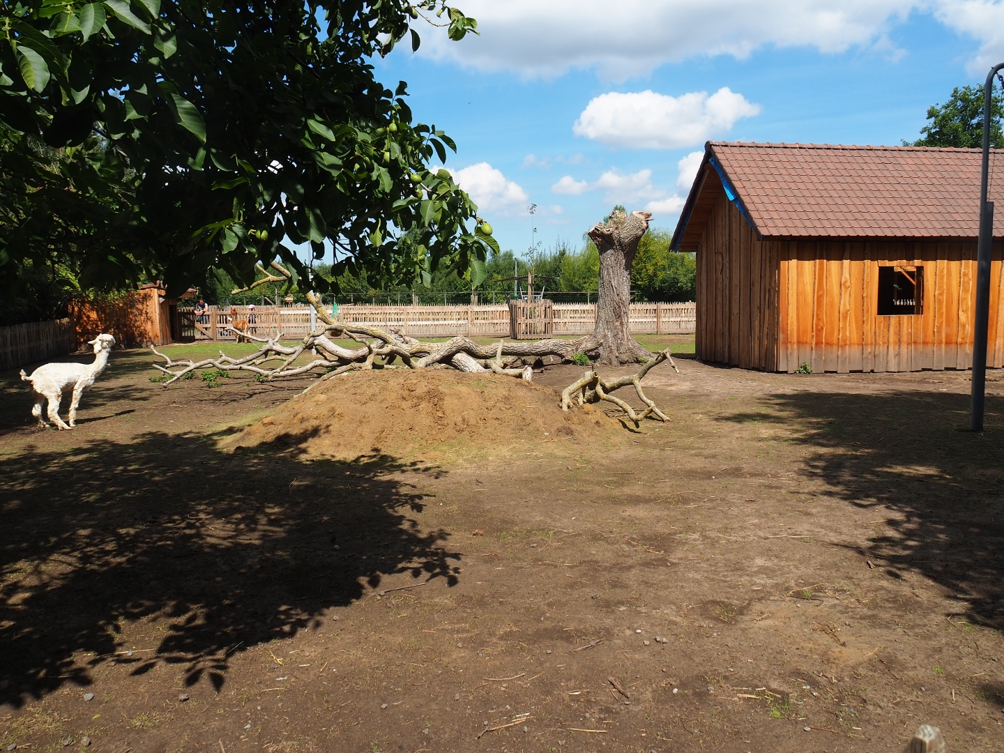 Alpaca and miniature donkey paddock