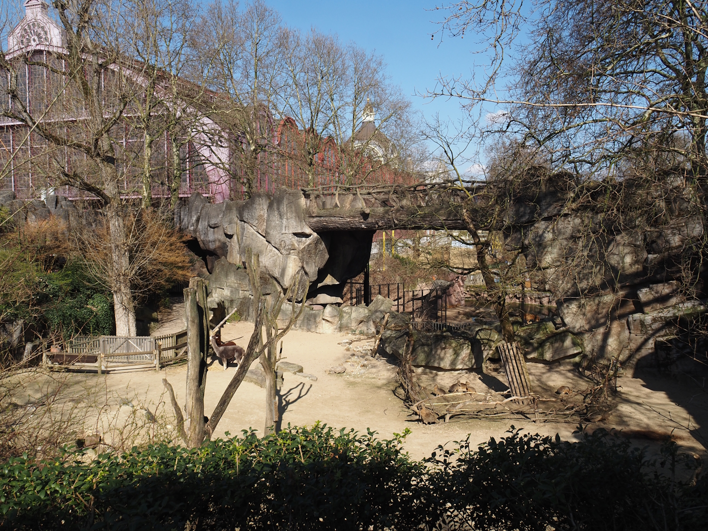 Alpaca and Patagonian mara exhibit, 2025-03-16