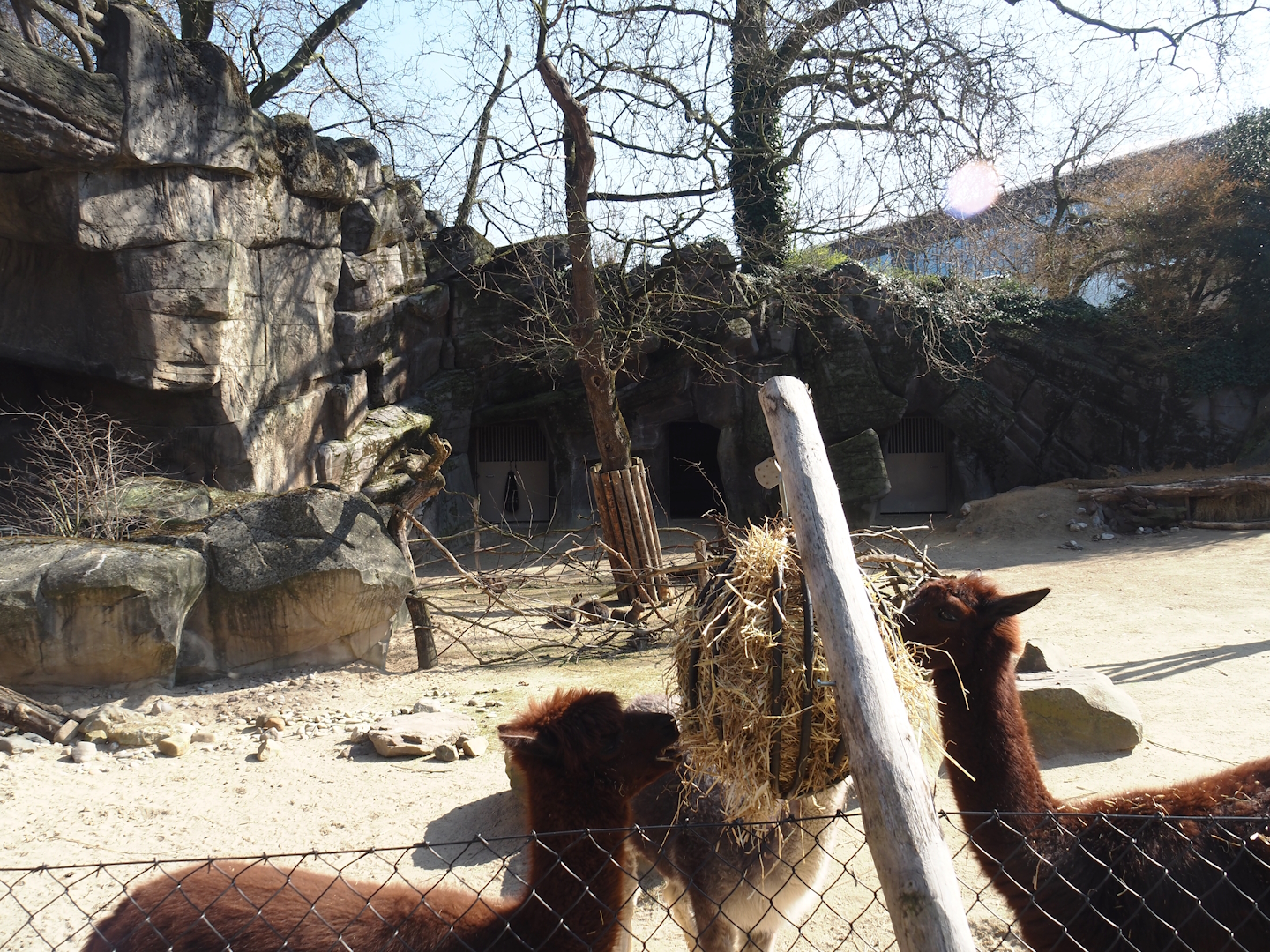Alpaca and Patagonian mara exhibit, 2025-03-16