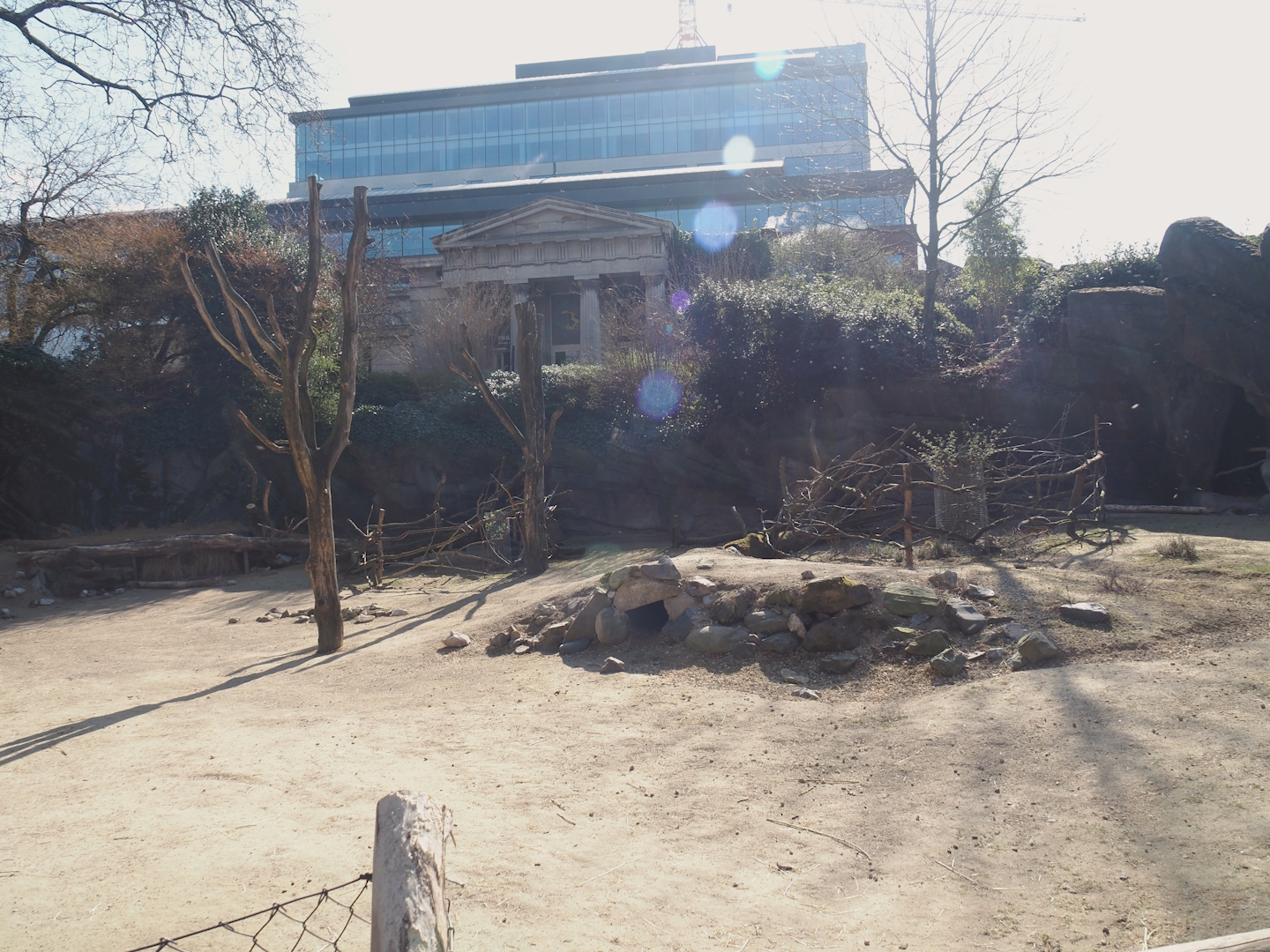 Alpaca and Patagonian mara exhibit, 2025-03-16