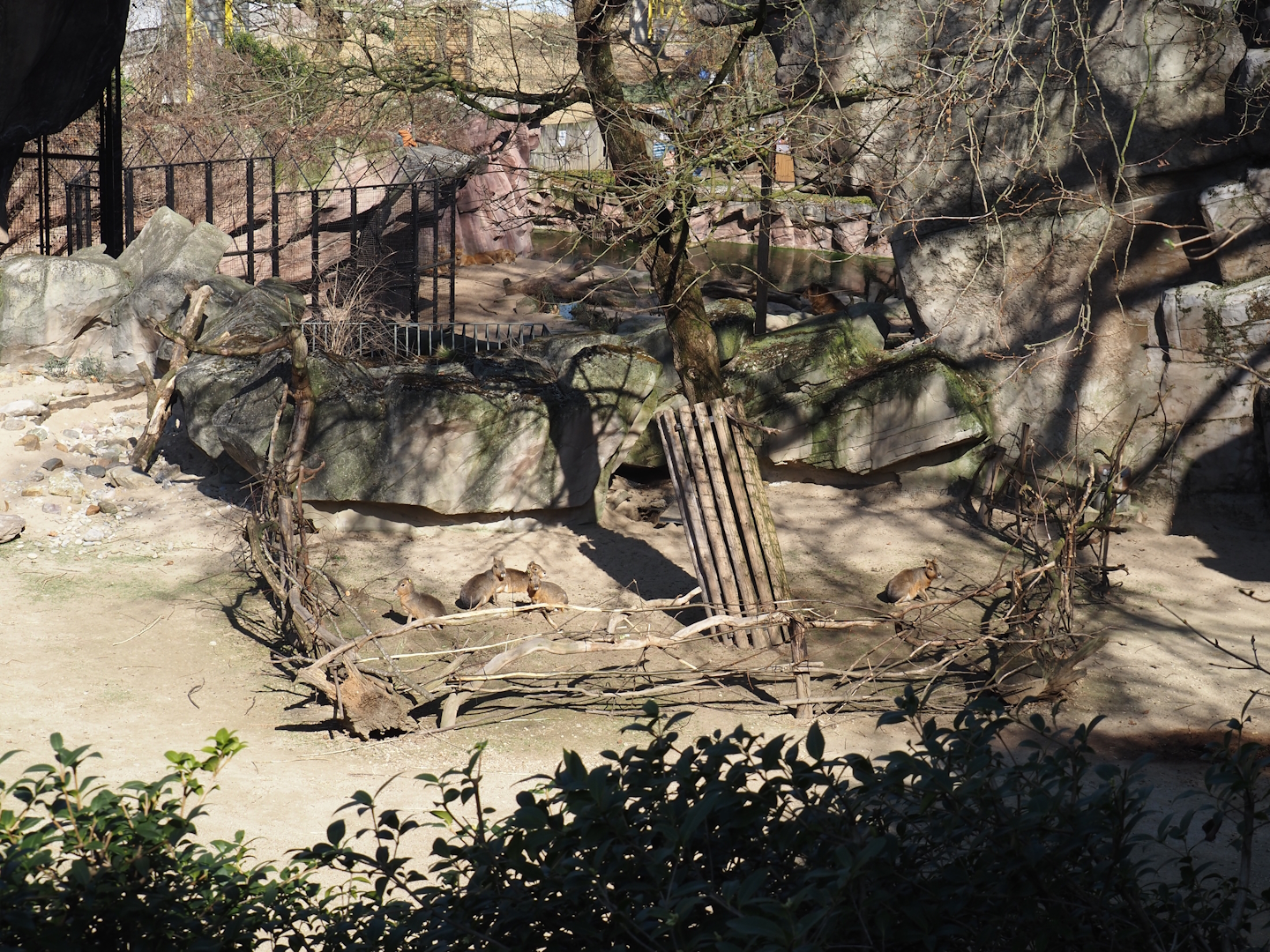 Alpaca and Patagonian mara exhibit - Patagonian mara separation area, 2025-03-16