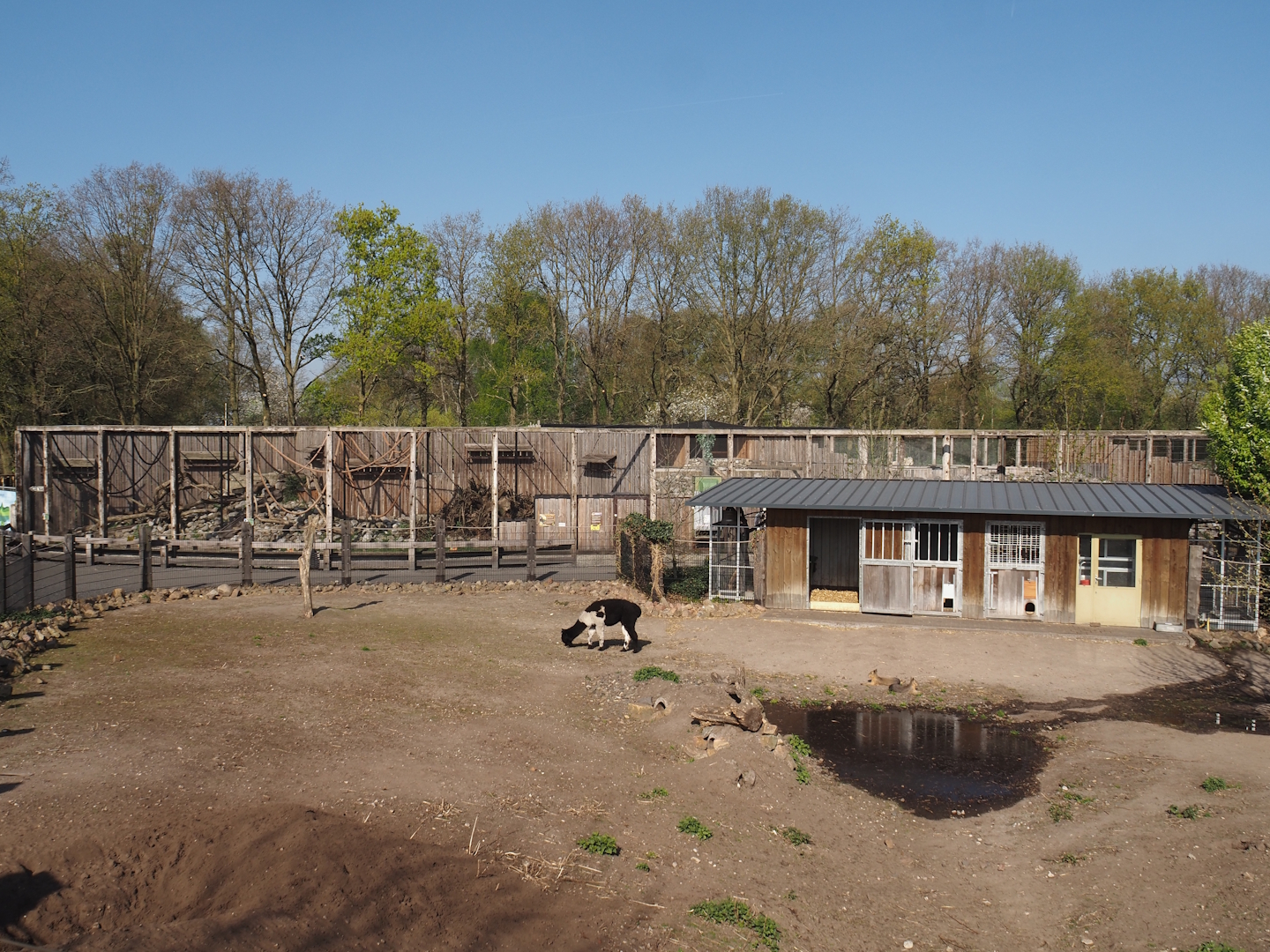 Alpaca and Patagonian mara exhibit, with Kea and Bearded vultures aviaries in the background, 2025-04-12
