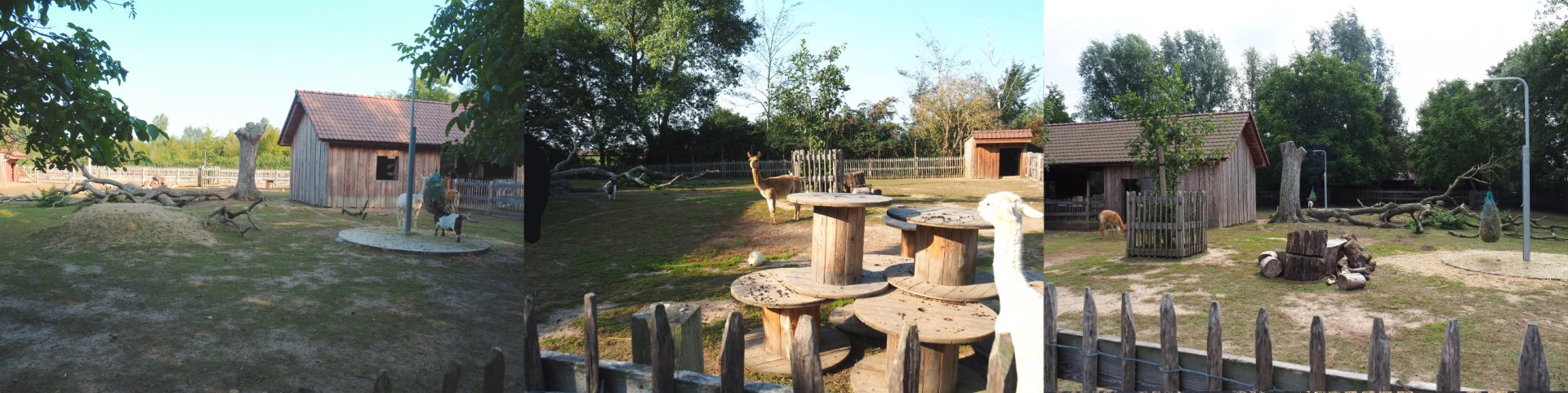 Alpaca and Pygmy goat paddock, 2020-09-12