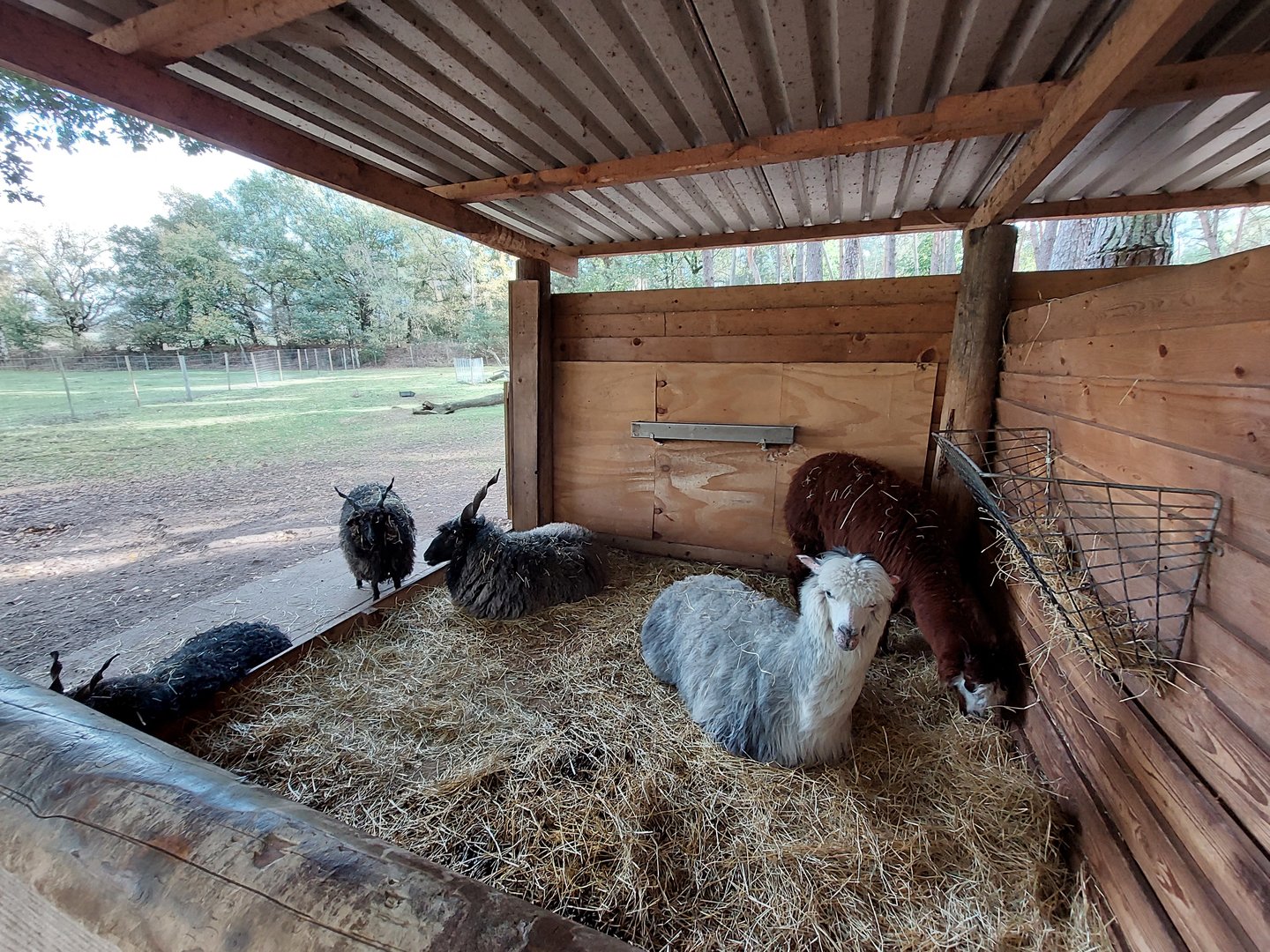 Alpaca and racka sheep