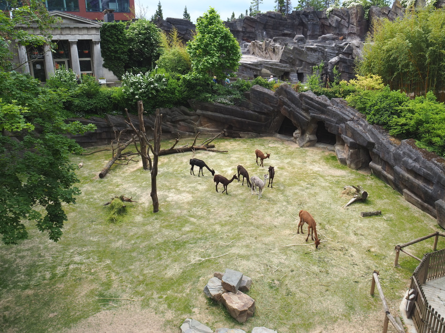 Alpaca and Somali blackhead sheep paddock, 2021-06-12