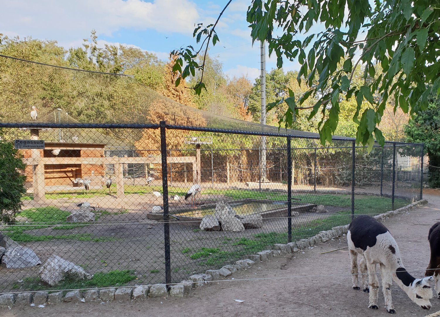 Alpaca and wader-aviary