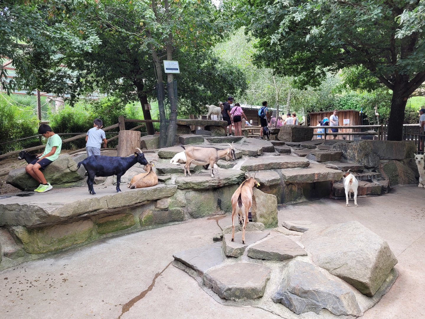 Alpaca and West African pygmy goat exhibit -Parc Animalier des Pyrénées (2023)