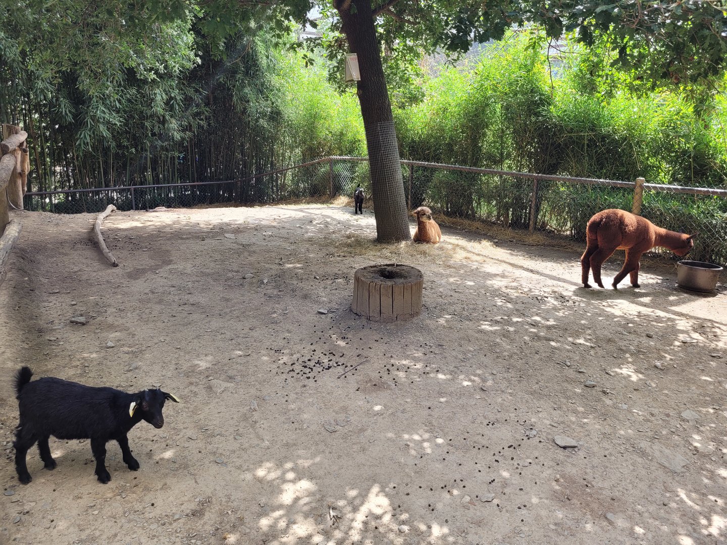 Alpaca and West African pygmy goat exhibit -Parc Animalier des Pyrénées (2023)