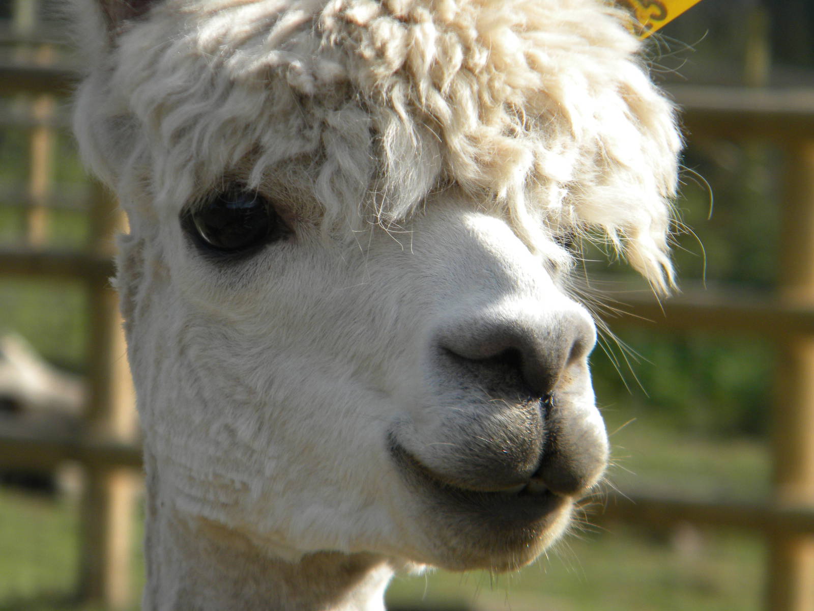 Alpaca at Blackpool Zoo 05/08/11