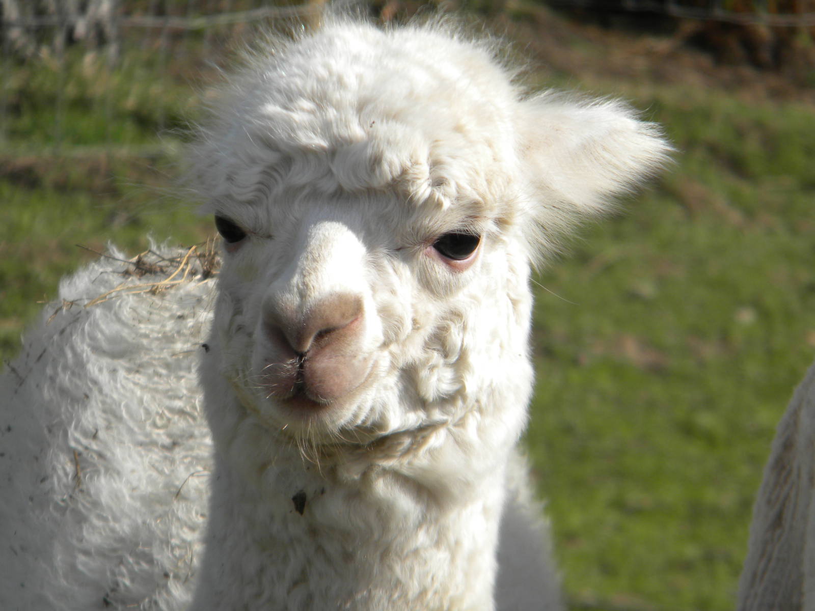 Alpaca at Blackpool Zoo 05/08/11