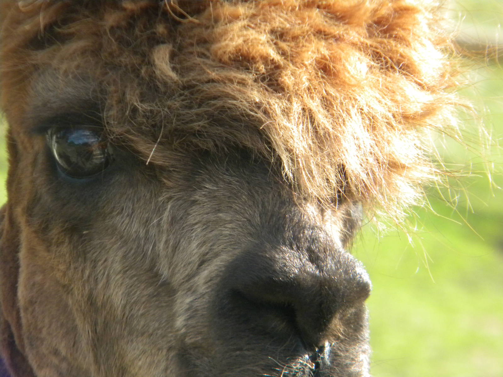 Alpaca at Blackpool Zoo 05/08/11