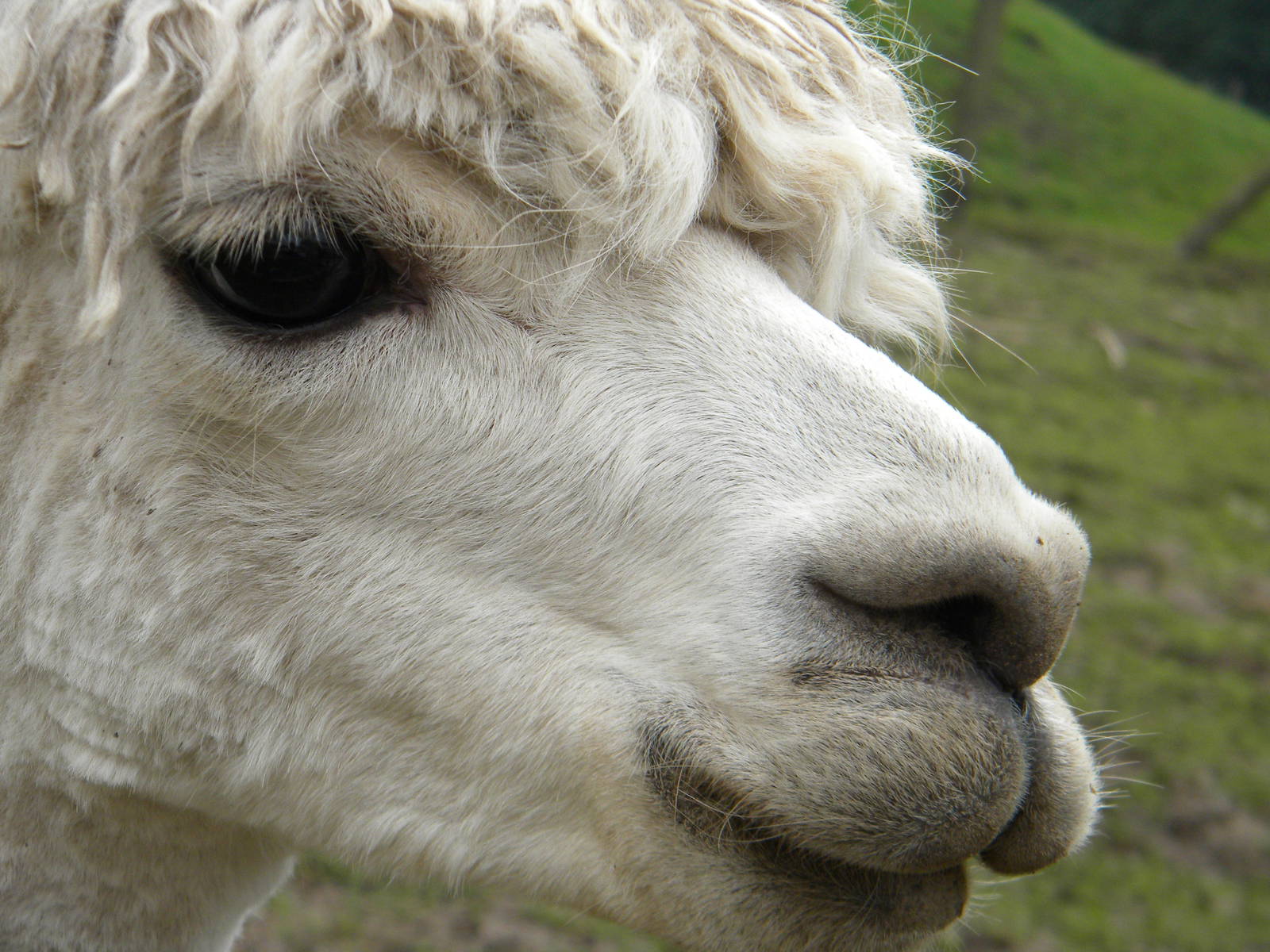 Alpaca at Blackpool Zoo 21/08/11