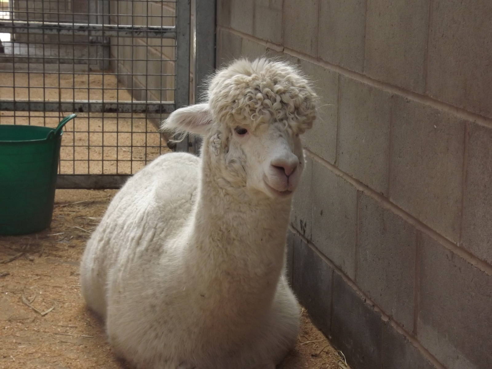 Alpaca at Blackpool Zoo 25/03/12