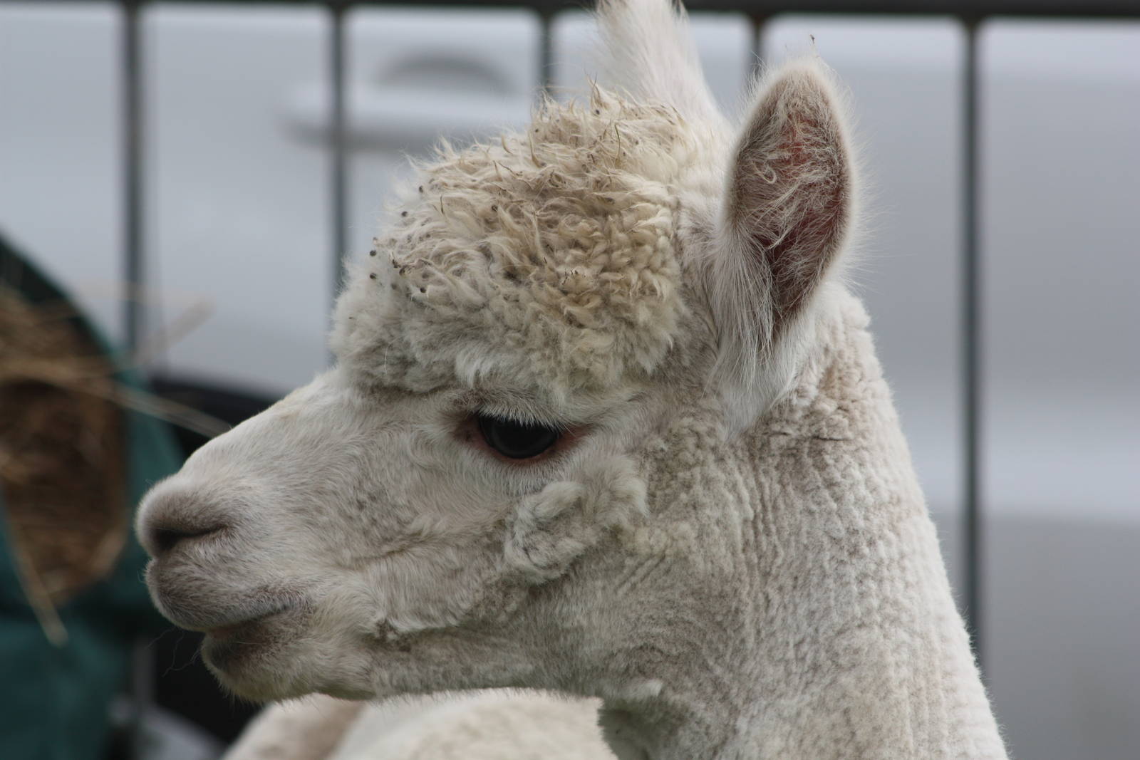 Alpaca at Driffield Show, 16th July 2014