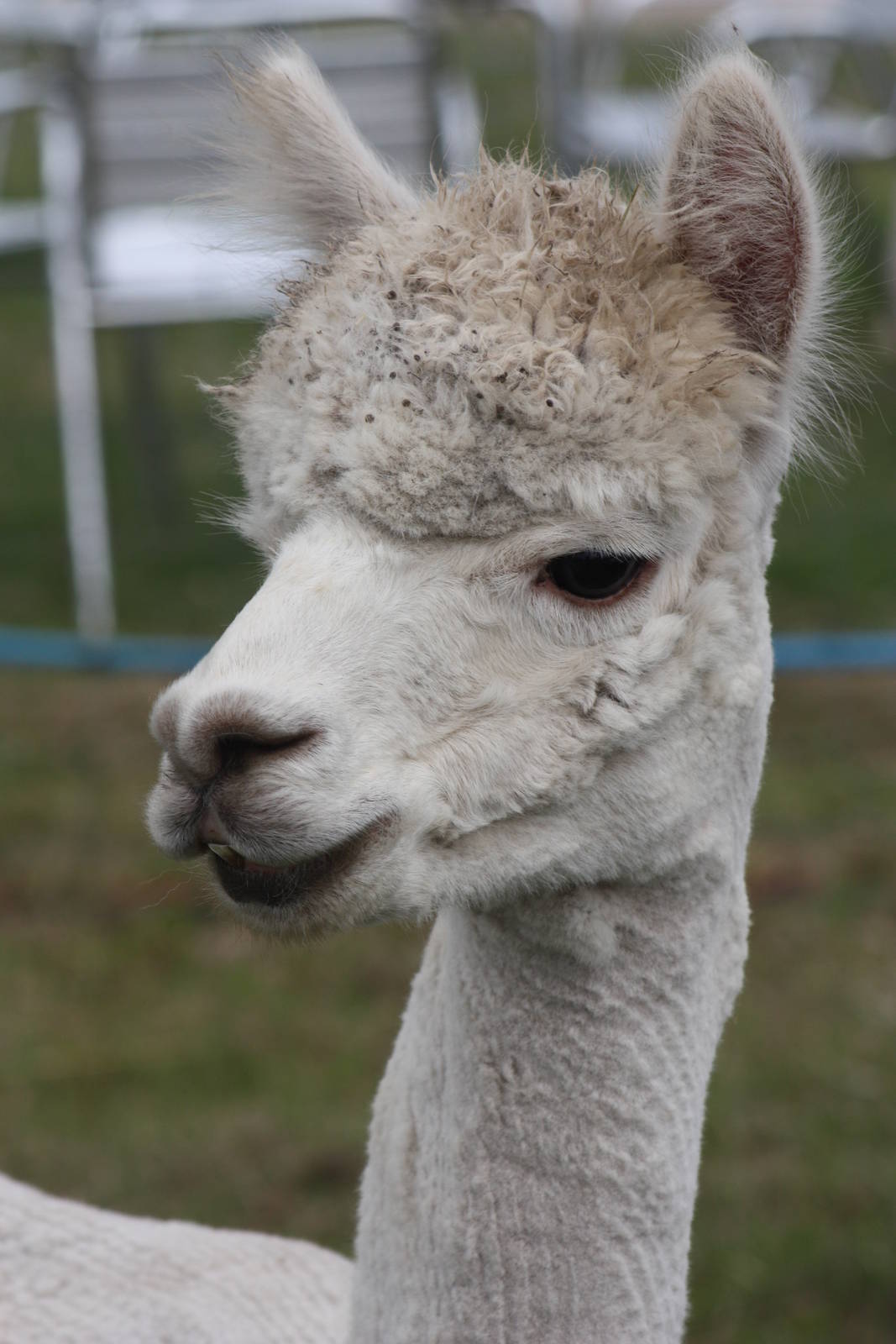 Alpaca at Driffield Show, 16th July 2014
