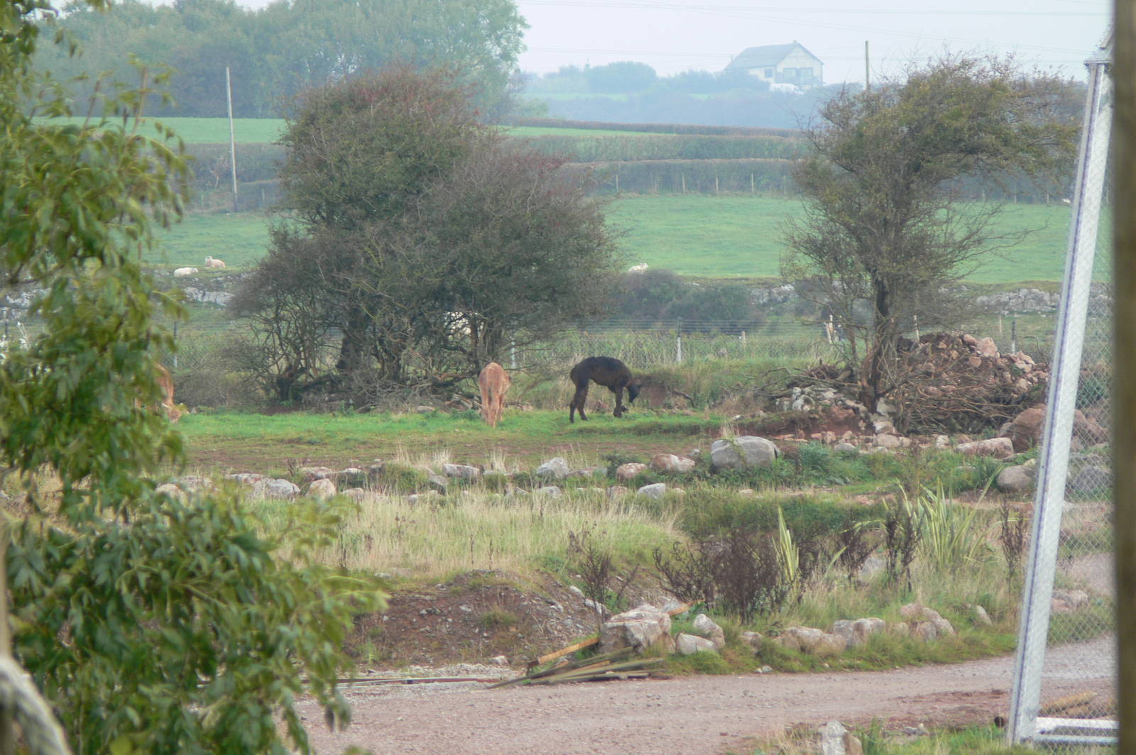 Alpaca at South Lakes, 11/10/14