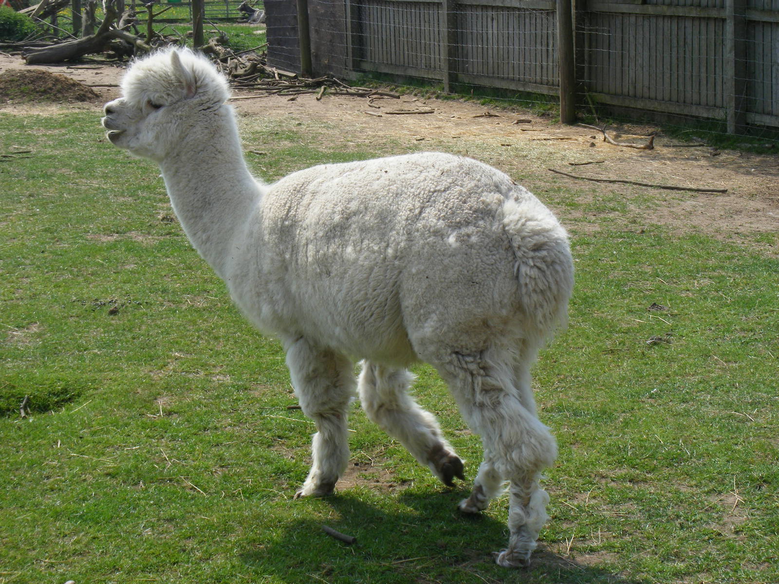 Alpaca at The Ark Animal Sanctuary, 22 April 2011