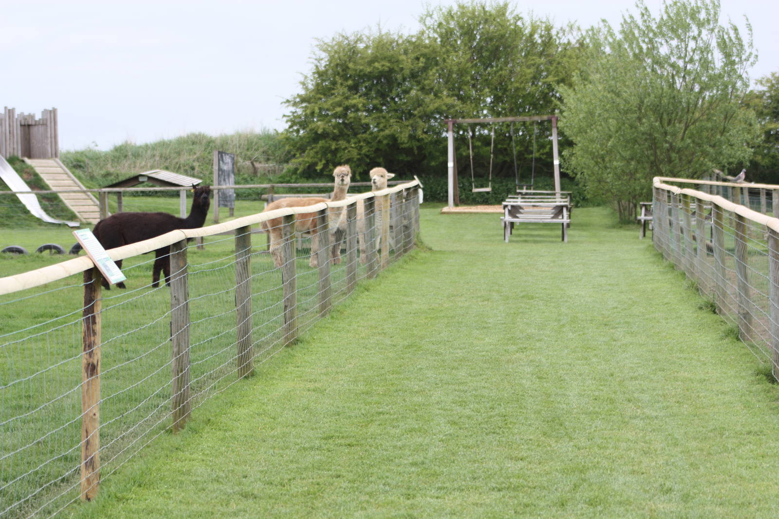 Alpaca Avenue? 1st May 2014