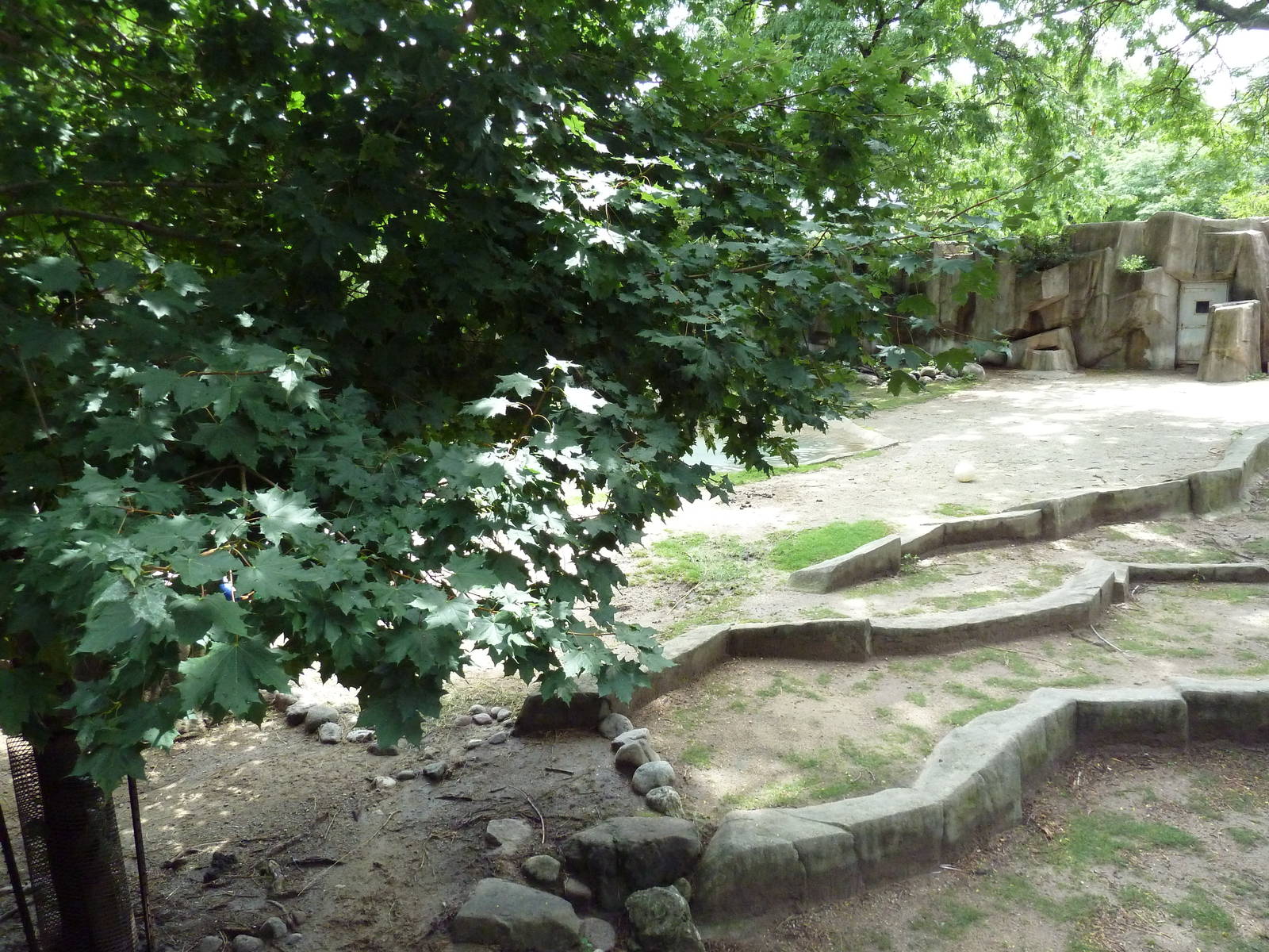 Alpaca/Baird's Tapir/King Vulture/Red-Footed Tortoise/Yellow-Footed Tortois