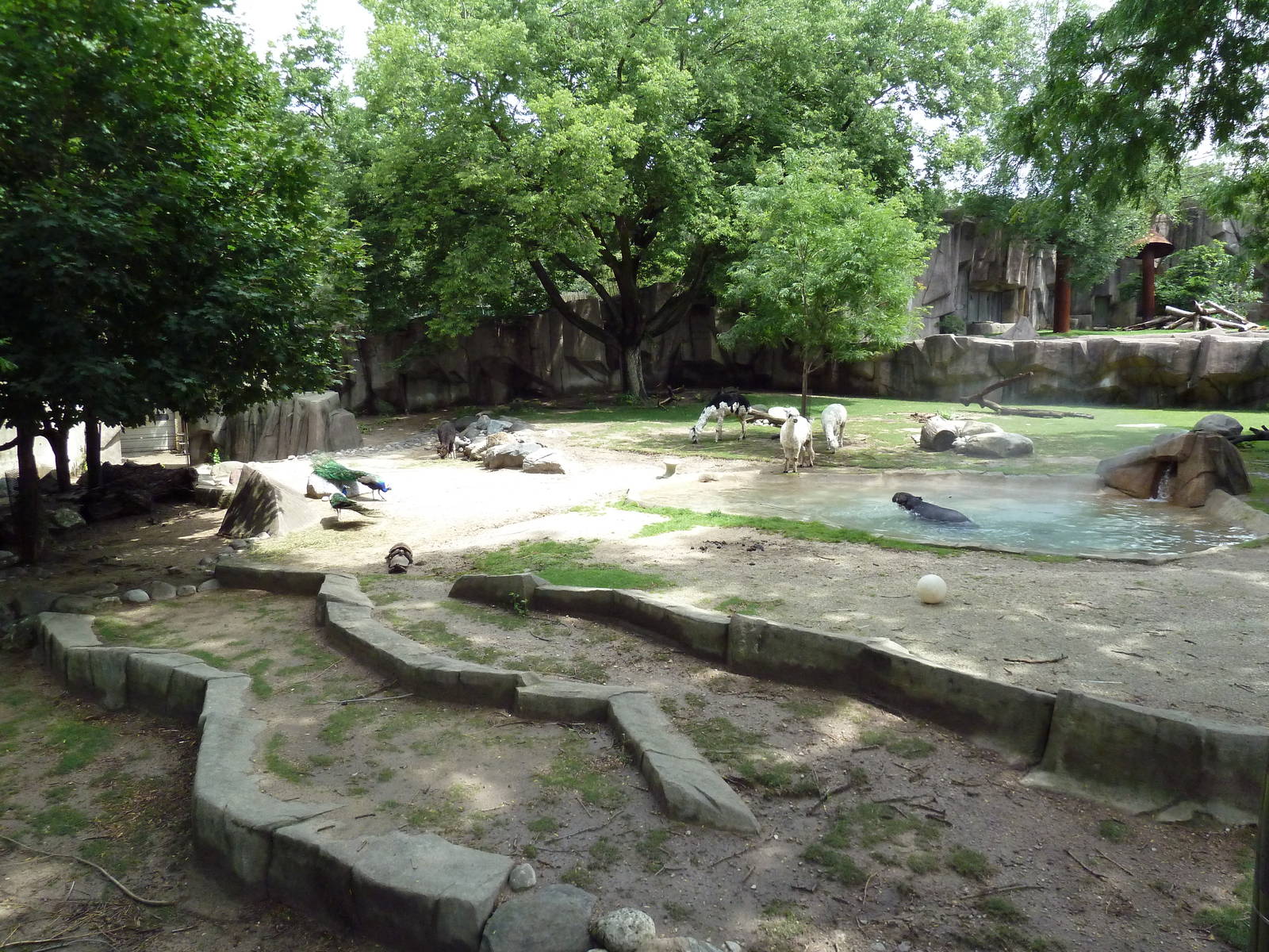 Alpaca/Baird's Tapir/King Vulture/Red-Footed Tortoise/Yellow-Footed Tortois