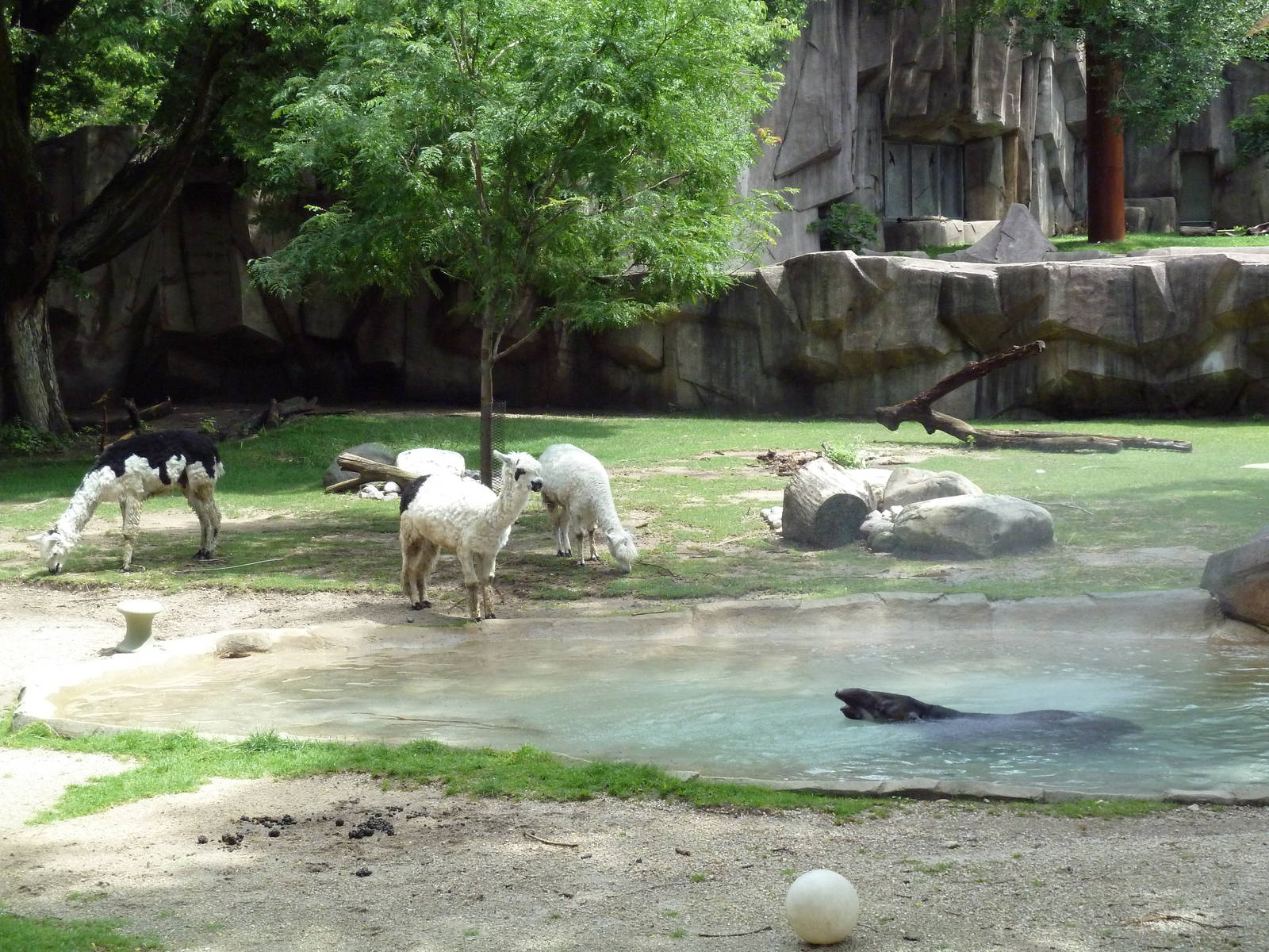 Alpaca/Baird's Tapir/King Vulture/Red-Footed Tortoise/Yellow-Footed Tortois