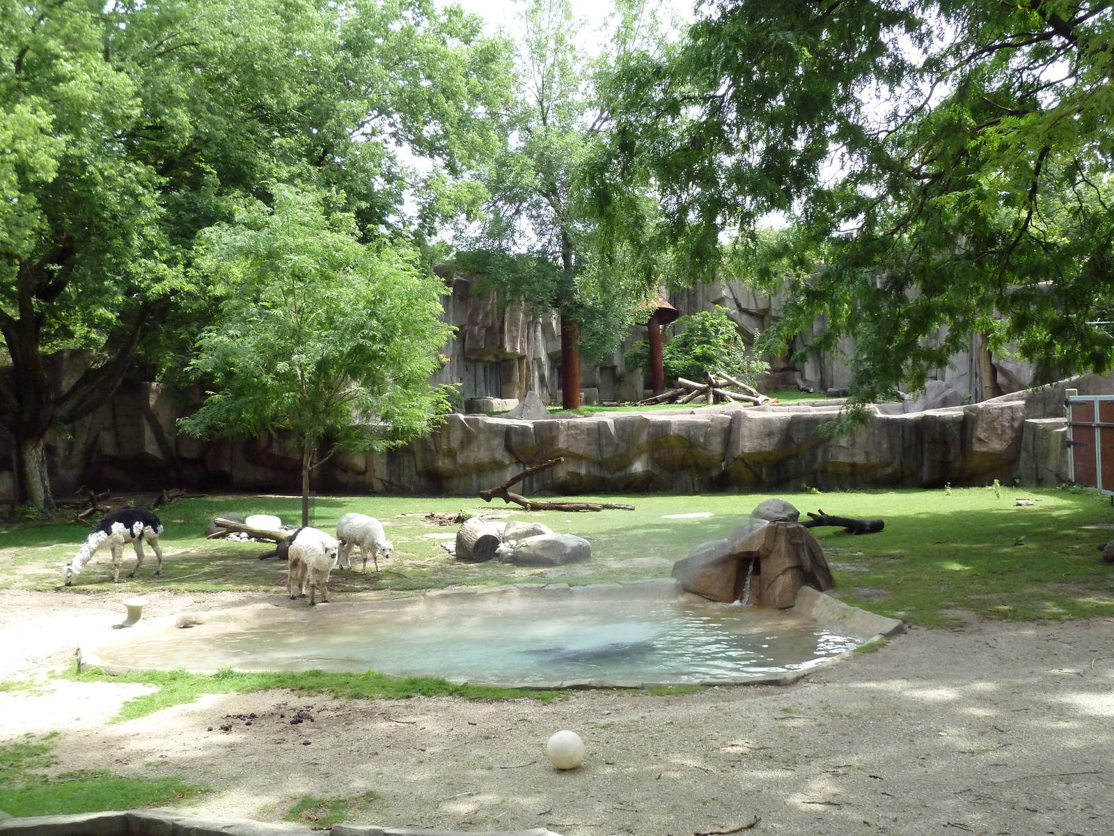 Alpaca/Baird's Tapir/King Vulture/Red-Footed Tortoise/Yellow-Footed Tortois